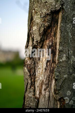 Detail eines Baumstammes, der die Textur und Maserung im Holz zeigt. Geringe Schärfentiefe mit Rasen und Gebäude dahinter. Nahaufnahme der Oberfläche. Stockfoto