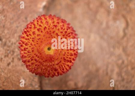 Makro des Follikels eines gelben und orangen Kugelbusches auf unfokussierten Steinhintergrund Stockfoto