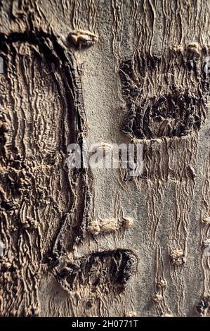 Vertikale Pareidolie eines Gesichts, das Picasso-avignon-Mädchen auf der Rinde eines Baumstamms ähnelt Stockfoto