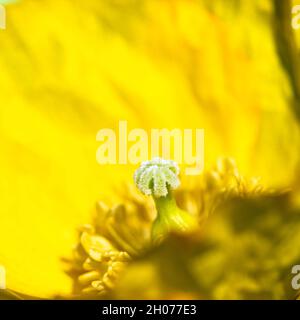 Stempel in einer gelben Mohnblüte - Makrobild Stockfoto