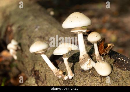 Porzellanpilz (Oudemansiella mucida) auf einer Buche, Großbritannien, im Herbst Stockfoto