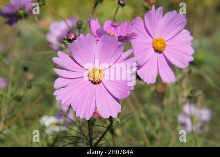 Zwei Blumen, Gartenkosmos, cosmea, lila Pflanzen als Hochwinkelaufnahme. Doppeltes Hochformat. Stockfoto