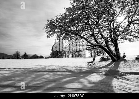 Idyllische Winterlandschaft mit schneebedecktem Baum und Bank. Schwarzweiß-Bild. Stockfoto