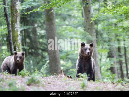 Zwei Braunbären (Ursus arctos) wandern im Sommer im Wald. Wildtiere in natürlichem Lebensraum Stockfoto