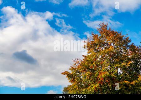 Mit Blättern bedeckte Äste, die eine Reihe von Herbstfarben in Rot, Gelb, Orange, Beige und Schattierungen von Rehfarben zeigen. Stockfoto