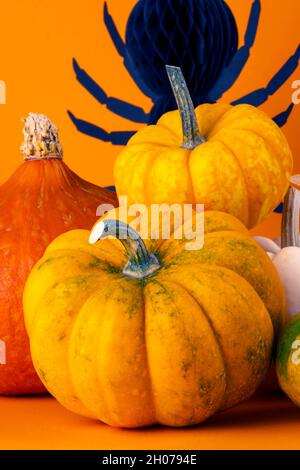 Halloween-Konzept: Schöne und biologisch vielfältige Kürbisse in verschiedenen Größen. Saisonales Kreativposter. Lustige Kürbis und Spinne Hintergrund kopieren Raum Stockfoto