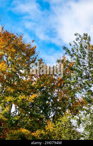 Mit Blättern bedeckte Äste, die eine Reihe von Herbstfarben in Rot, Gelb, Orange, Beige und Schattierungen von Rehfarben zeigen. Stockfoto