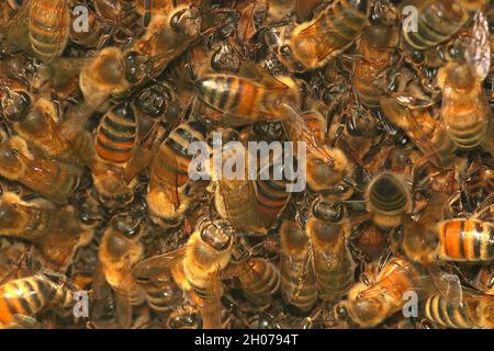 Westlicher Honigbienenschwarm (APIs mellifera) Stockfoto