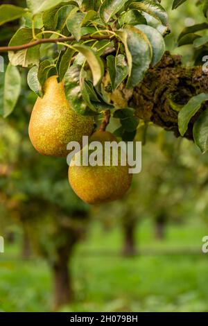 Nahaufnahme von reifen Birnen im Birnengarten Stockfoto
