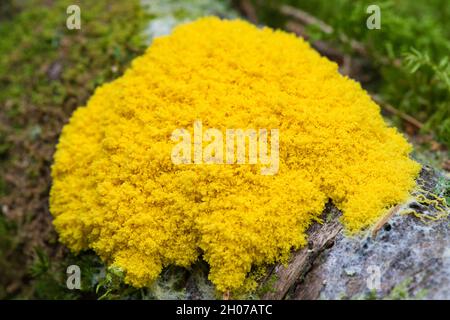 Eine Fuligo septica, die auf einem Stumpf wächst, ist ein Wald. Stockfoto