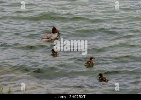 Rotbrustiger Merganser mit Entchen Stockfoto