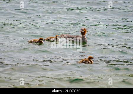 Rotbrustiger Merganser mit Entchen Stockfoto