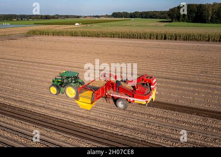 Kartoffelernte, sogenannte Split-Harvesting-Methode, zuerst werden die Knollen mit einer Reihenlegmaschine aus dem Boden genommen, dann nach kurzer Trocknung Stockfoto