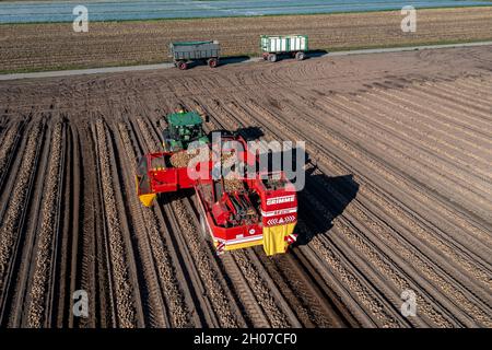 Kartoffelernte, sogenannte Split-Harvesting-Methode, zuerst werden die Knollen mit einer Reihenlegmaschine aus dem Boden genommen, dann nach kurzer Trocknung Stockfoto