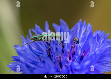 Grün metallisch glänzender Edelkäfer auf blauer Kornblume mit wenig anderem Käfer, der sich zusammenfrisst - Makrobild Stockfoto