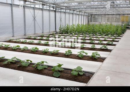 Modernes Gewächshaus mit Reihen von Zucchini-Pflanzen mit gelben Blüten im Frühsommer Stockfoto