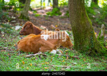 Viele rote Kälber laufen auf der Wiese Stockfoto