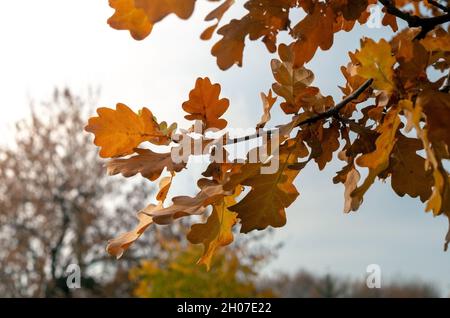 Herbst gelbe Eiche Blätter gegen den Himmel.Herbst Hintergrund mit Blättern. Nahaufnahme eines Eichenzweiges Stockfoto