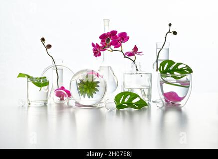 Reflexionen, florale Elemente im Wasser verzerrt. Natürliches Labor. Abstraktes Blumenarrangement mit magentafarbenen Orchideenblüten und exotischen Monstera Stockfoto