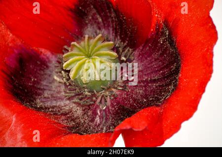 Eine Nahaufnahme eines Roten Mohns (papaver somniferum) vor weißem Hintergrund. Stockfoto