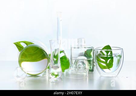 Natürliches Labor. Abstraktes Blumenarrangement mit exotischen Monsterablättern in transparenten Glasvasen, Gläsern, Fläschchen. Reflexionen, florale Elemente Stockfoto