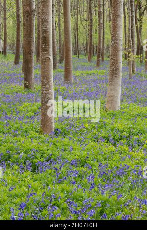 Bluebells (Hyacinthoides non-scriptus) in Laubwäldern in der Nähe von Blandford Forum, Dorset, England, Großbritannien Stockfoto