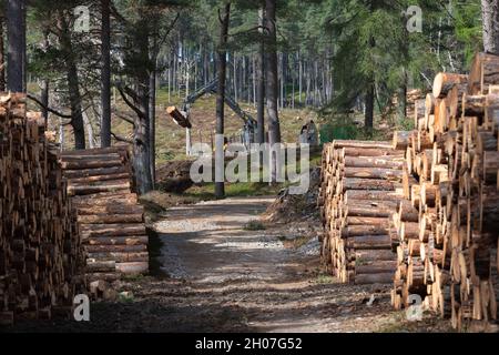 Ein Traktor mit Kranich sammelt Protokolle und stapelt sie bereit für den Transport in einem Wald im Cairngorms National Park Stockfoto