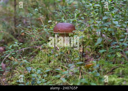 Ein schöner Boletus edulis Pilzbanner in wunderschönem grünen Moos. Stockfoto