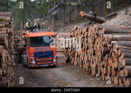 Ein Bediener entfernt Protokolle von einem Straßenstapel in einem Hochlandwald und lädt sie auf einen transportfertigen Anhänger Stockfoto