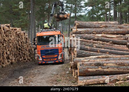 Ein LKW, der mit an der Seite eines Gleis in einem schottischen Wald gestapelten Baumstämme beladen wird Stockfoto