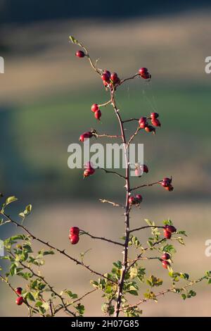 Hagebutten, oder HEPS, auf dem dornigen Stamm einer Hunderose (Rosa Canina), gesehen in einer Hecke am späten Nachmittag Sonnenschein im Herbst Stockfoto