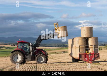 Ein Blick über das Farmland mit einem Landwirt in einem Valtra-Traktor auf einem Stoppelfeld, der einen weiteren runden Ballen auf einen mit Strohballen beladenen Anhänger legt Stockfoto