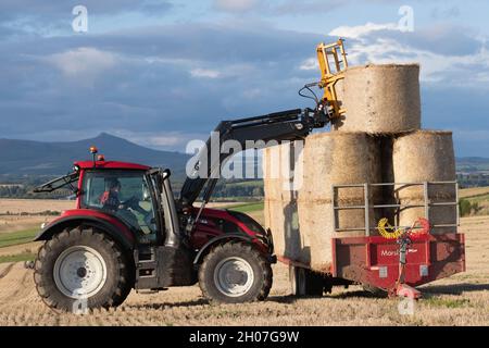 Ein Landwirt in einem roten Valtra-Traktor, der am späten Nachmittag bei Sonnenschein in der Landschaft von Aberdeenshire einen Strohballen auf einen beladenen Anhänger legt Stockfoto