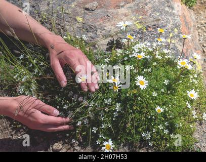 Weibliche Hände halten wilde Bergblumen, die aus Stein wachsen. Konzept der Erhaltung der Natur und gefährdeter Pflanzenarten.Nahaufnahme. Stockfoto