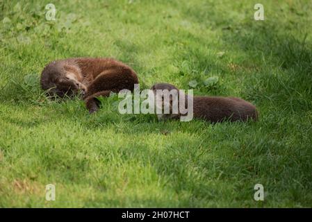 Schönes Porträt von Otter Mustelidae Lutrinae im Sommer Sonnenlicht auf üppigem Gras Stockfoto