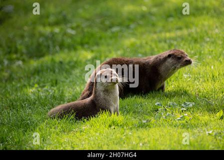 Schönes Porträt von Otter Mustelidae Lutrinae im Sommer Sonnenlicht auf üppigem Gras Stockfoto