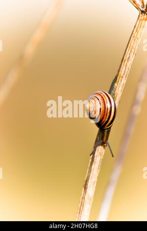 Eine Hainschnecke (Cepaea nemoralis) auf einem getrockneten Pflanzenstamm Stockfoto