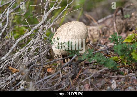 Ein Lycoperdon perlatum, im Volksmund bekannt als der gewöhnliche Kugelkopf, der aus dem Waldboden auftaucht Stockfoto