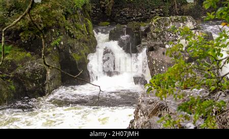 Ein Lachs, der am Fuße des weißen Wassers hüpft und über den Wasserfall bei der pont-y-Pair-Brücke auf dem Afon Llugwy, Betws-y-coed, Snowdonia Park Wales, stürzt Stockfoto