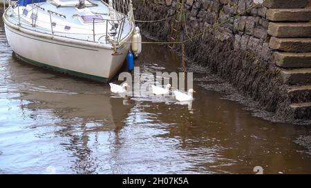 Drei Gänse schwimmen gemeinsam gegen den Strom im Port Penrhyn Dock, Bangor Wales, Großbritannien Stockfoto