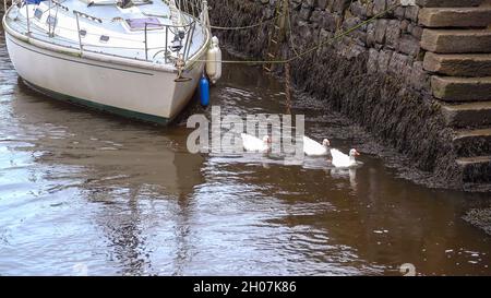 Drei Gänse schwimmen gemeinsam gegen den Strom im Port Penrhyn Dock, Bangor Wales, Großbritannien Stockfoto