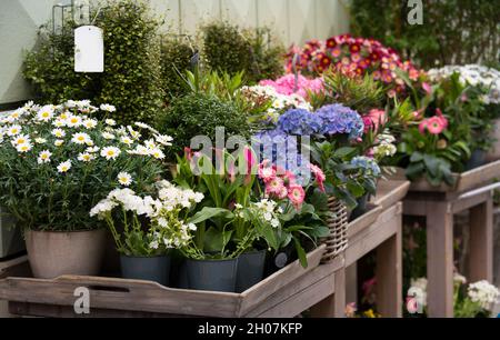 Viele bunte verschiedene Pflanzen mit Blumen in Töpfen auf dem Tisch in der Straße zum Verkauf Stockfoto