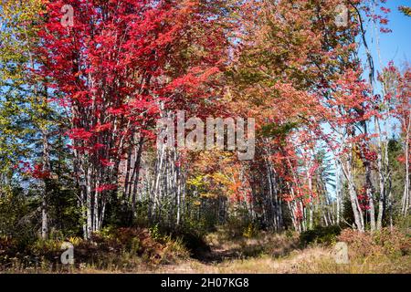 Der Herbst verlässt im Oktober eine alte Woods Road Stockfoto