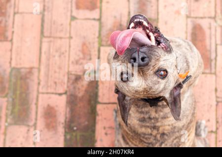 Bezaubernder Pitbull mit hellen Augen, der in die Kamera schaut, während er lächelt und seine Zunge herausragt. Hund oder Haustier sitzen rückwärts schauen. Winkel von oben Stockfoto