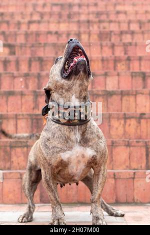 Pitbull spielt und bellt, um zu springen, um sein Spielzeug zu fangen. Vertikales Foto eines gefährlichen Hundes, der seine Zähne zeigt. Konzept des harmlosen oder gefährlichen Hundes. Stockfoto