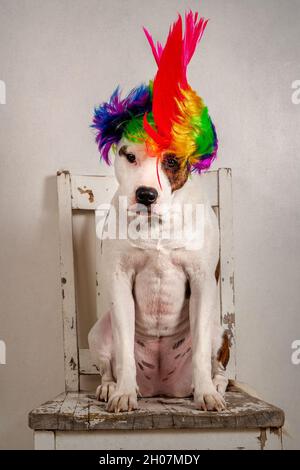 Hund sitzt auf einem alten Stuhl und trägt Einen Regenbogenhut Stockfoto