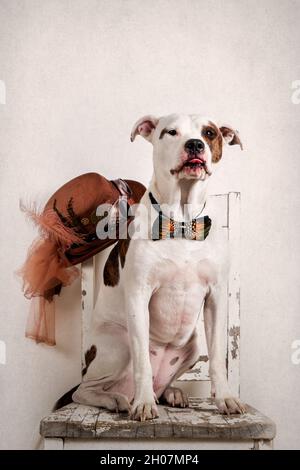 Hund sitzt auf einem alten Stuhl und trägt eine Fliege mit Pfauenfeder im Hintergrund einen Steampunk-Tophat Stockfoto