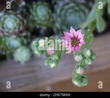 Nahaufnahme der schönen rosa Blume wächst von houseleek Pflanzen Stockfoto