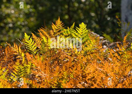 Herbstfarben. Leuchtend orange Blätter des Farns bei Regenwetter. Goldener Herbst. Schöner Herbsthintergrund. Stockfoto