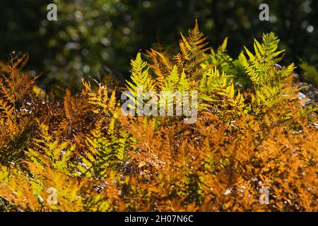 Herbstfarben. Leuchtend orange Blätter des Farns bei Regenwetter. Goldener Herbst. Schöner Herbsthintergrund. Stockfoto